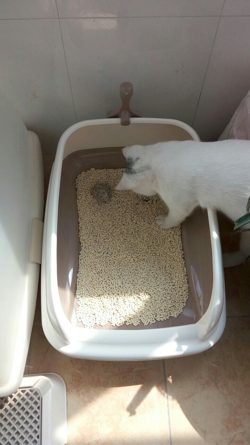 宠物牵引绳：一环串联爱与责任
